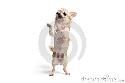 Cute Chihuahua brown dog pet portrait begging Stock Photo