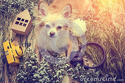 Cute chihuahua brown dog sitting relax with flower camera and be Stock Photo