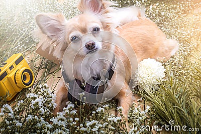 Cute chihuahua brown dog sitting relax with flower notebook came Stock Photo