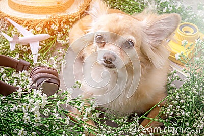 Cute chihuahua brown dog sitting relax with flower notebook came Stock Photo