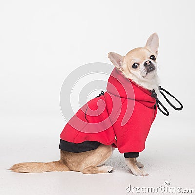 Cute chihuahua cobby in red clothes on white background Stock Photo