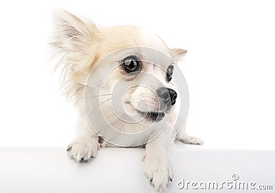 Cute chihuahua dog with parted lips portrait Stock Photo