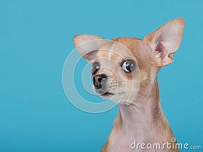 Cute chihuahua dog portrait Stock Photo