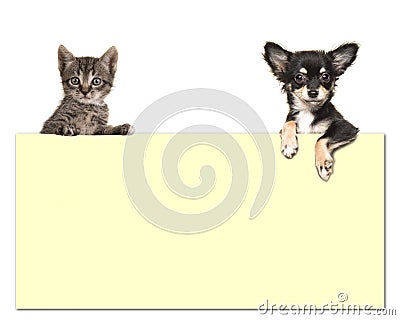 Cute chihuahua dog and a tabby baby cat holding an yellow paper Stock Photo