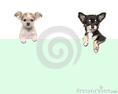 Cute chihuahua dogs hanging over an green paper border Stock Photo