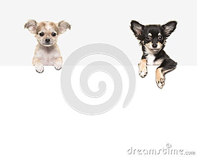 Cute chihuahua dogs hanging over a white paper border Stock Photo