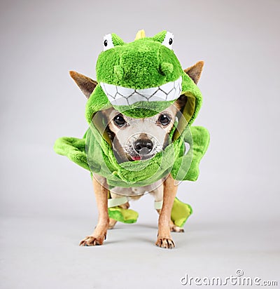 A cute chihuahua dressed up in a green dinosaur or a lizard costu Stock Photo