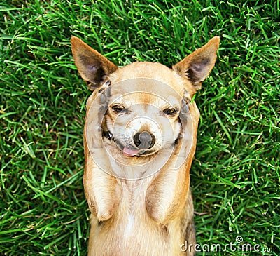 a cute chihuahua with his paws on his head covering his ears Stock Photo