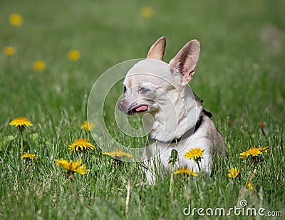 cute chihuahua with his tongue out resting in dandelion covered grass on a hot summer day Stock Photo