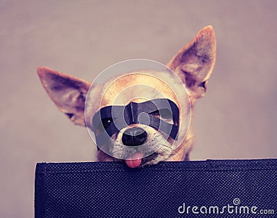 A cute chihuahua with a mask on Stock Photo