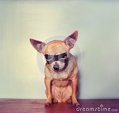 A cute chihuahua with a mask on Stock Photo