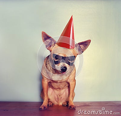 A cute chihuahua with a mask on Stock Photo
