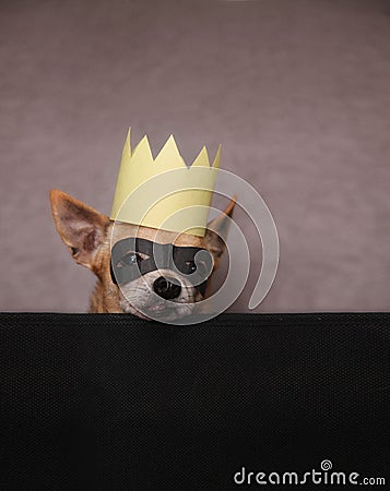 A cute chihuahua with a mask and crown on Stock Photo