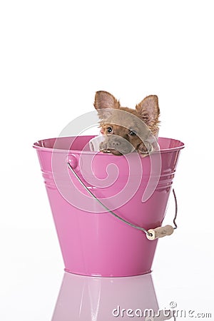 Cute Chihuahua Mix Pupping in Pink Bucket Stock Photo