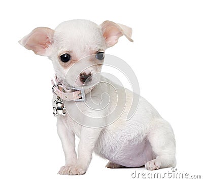 Cute chihuahua puppy (3 months old) Stock Photo