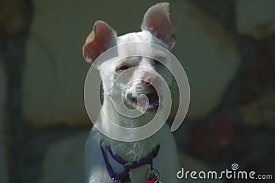 Cute Chihuahua puppy dog happy face with tongue out leash training on the grass Stock Photo