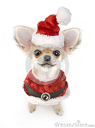 Cute Chihuahua puppy with Santa costume isolated Stock Photo