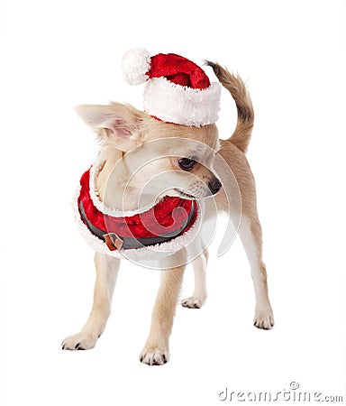 Cute Chihuahua puppy wearing Santa costume Stock Photo