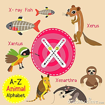 Letter X tracing. Xantus. X-ray Fish. Xenarthra. Xerus Vector Illustration