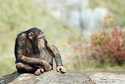 Cute chimpanzee Stock Photo