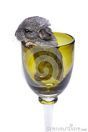 Cute chinchilla baby in glass Stock Photo