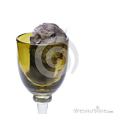 Cute chinchilla baby in glass Stock Photo