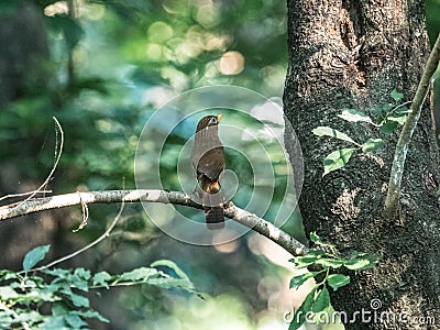 Cute Chinese hwamei (Garrulax canorus) on a branch with green leaves Stock Photo