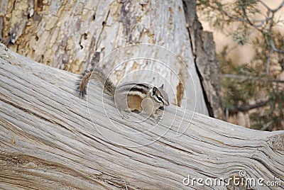 Cute chipmunk on a fallen tree trunk Stock Photo