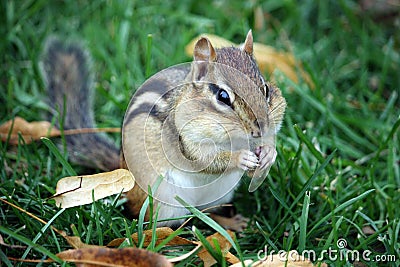 Cute chipmunk is getting ready for winter Stock Photo