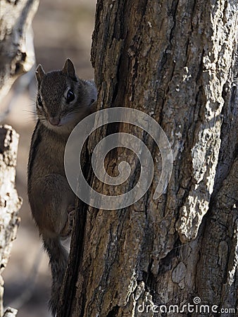 Cute Chipmunk on tree hiding in the shadows Stock Photo