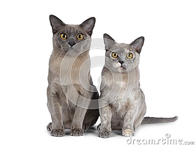 Cute chocolate and tortie Burmese cat kittens on white background Stock Photo