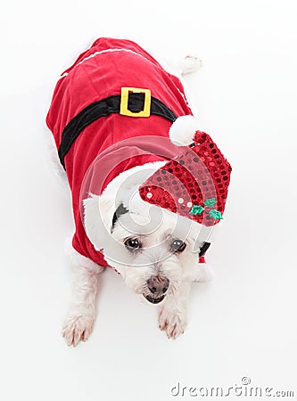 Cute Christmas dog Stock Photo