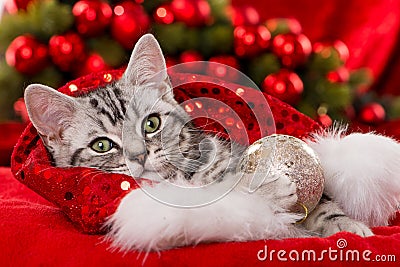 Cute christmas kitten on red background Stock Photo