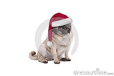 Cute Christmas pug puppy dog with Santa hat, sitting down Stock Photo