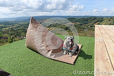 A cute chubby pug travels and sits in the mountain view sitting on a chair with comfort. Stock Photo