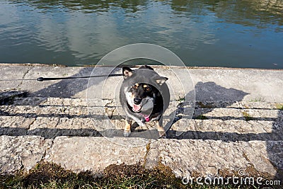 Cute chubby white and black dog sitting on the ground with a leash near the water Stock Photo