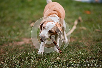 Cute clever dog holding the stick in mouth Stock Photo