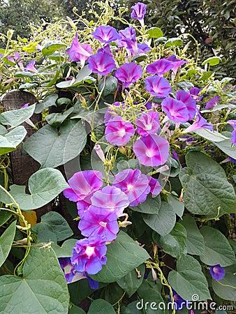 Cute climber in your garden Stock Photo