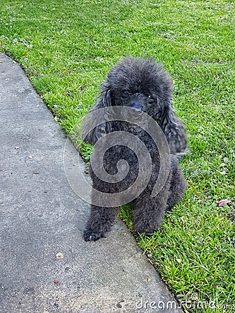 Cute clipped black toy poodle Stock Photo