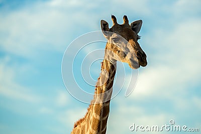 A cute close up portrait of a giraffe face, head and neck Stock Photo