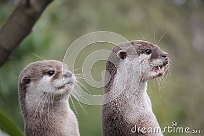 Cute close up portrait of a pair of two Asian or Oriental small Stock Photo