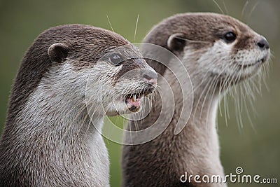 Cute close up portrait of a pair of two Asian or Oriental small Stock Photo