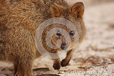 Cute close up of quokka leaning and facing the camera Stock Photo