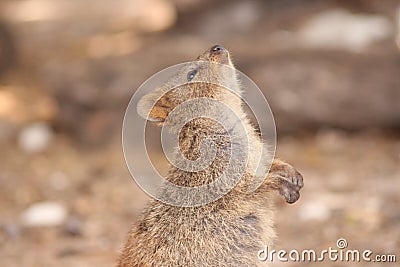 Cute close up of quokka looking up Stock Photo