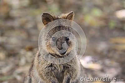 Cute close up of quokka standing up Stock Photo