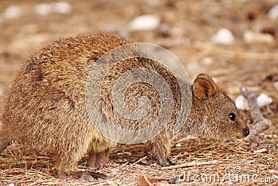 Cute close up of quokka walking on forest floor Stock Photo