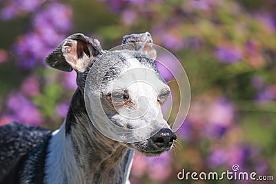 cute close up of a senior Italian greyhound in front of pretty flowers Stock Photo