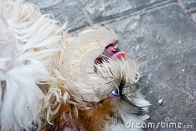 Cute close up Shih Tzu dog relaxing Stock Photo