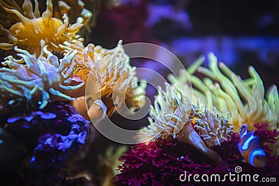 Cute clownfish hiding on anemone reef on tropical underwater sea Stock Photo