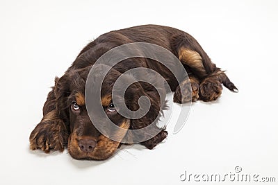 Cute Cocker Spaniel Puppy Dog Laying down Stock Photo
